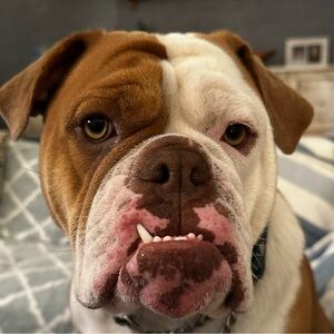 Meet your Posher, Heidi